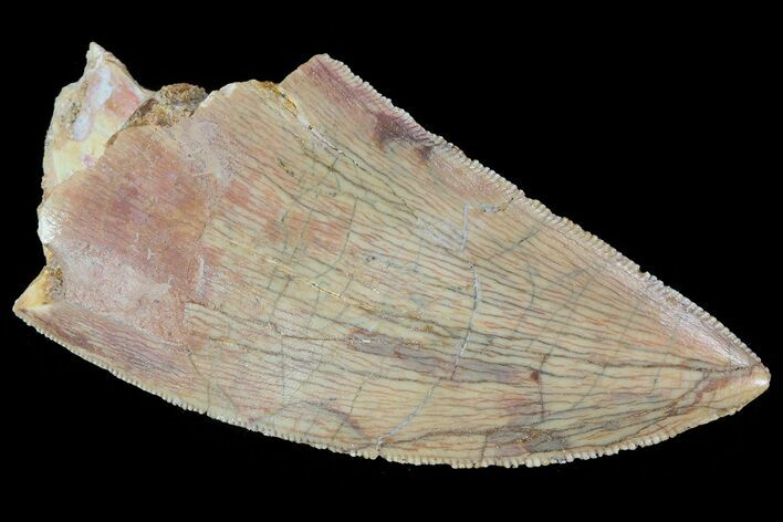 Serrated, Carcharodontosaurus Tooth - Real Dinosaur Tooth #72853
